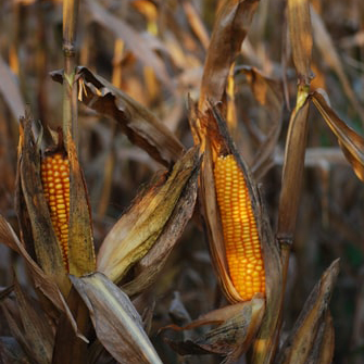 corn husk dolls.jpg